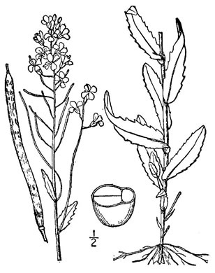 image of Arabis patens, Spreading Rockcress