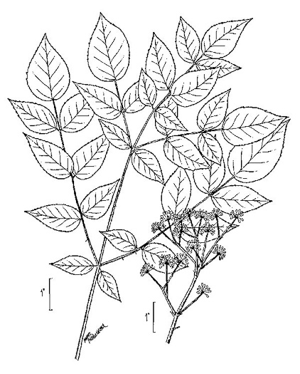 drawing of Aralia spinosa, Devil's Walkingstick, Hercules-club, Prickly Aralia, Prickly-ash