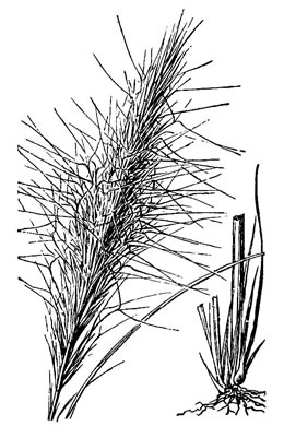 image of Aristida spiciformis var. spiciformis, Bottlebrush Three-awn, Spike Three-awn