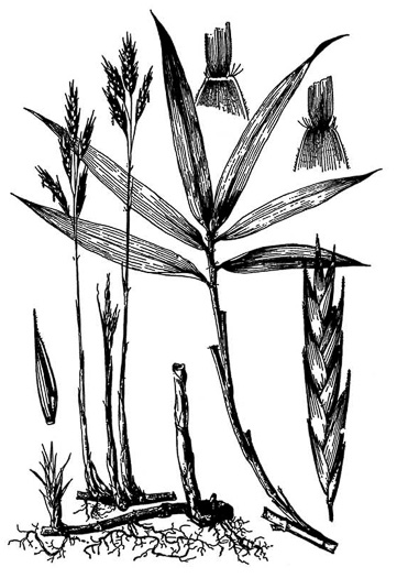drawing of Arundinaria tecta, Switch Cane, Small Cane, Mutton Grass