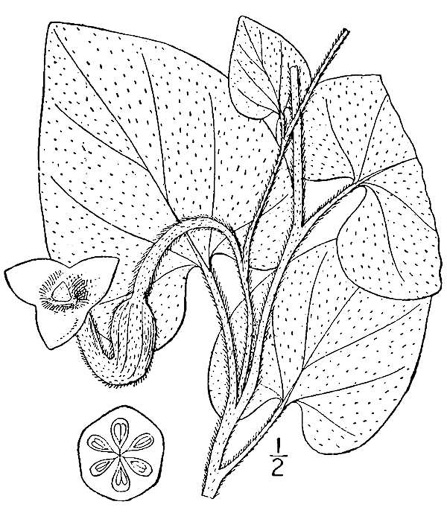 image of Isotrema tomentosum, Woolly Dutchman's Pipe, Woolly Pipevine