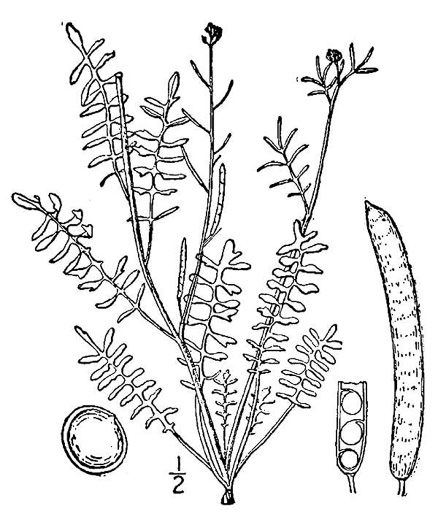 drawing of Planodes virginicum, Sibara, Virginia-cress, Virginia Rockcress, Virginia Winged Rockcress