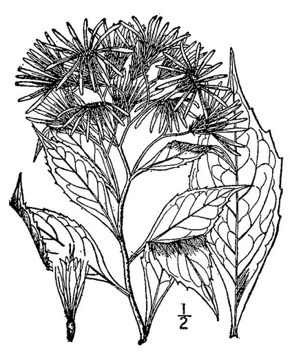 drawing of Oclemena acuminata, Whorled Wood Aster, Floral Wood Aster, Whorled Aster, Whorled Nodding-aster