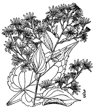Symphyotrichum cordifolium, Heartleaf Aster, Common Blue Wood Aster