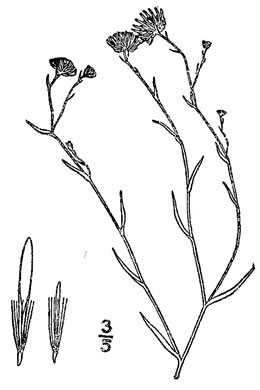 drawing of Symphyotrichum divaricatum, Midwestern Saltmarsh Aster, Annual Water Aster, Yard Aster