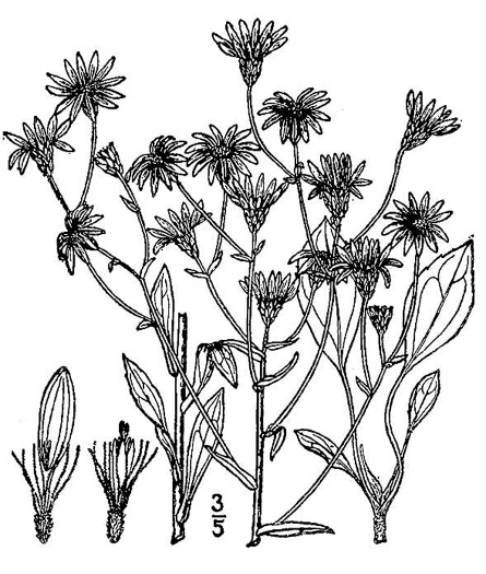 drawing of Eurybia compacta, Slender Aster