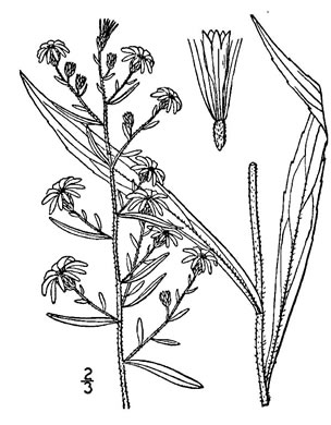 image of Symphyotrichum lateriflorum, Calico Aster, Starved Aster, Goblet Aster