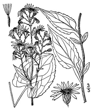 Symphyotrichum lowrieanum, Smooth Heartleaf Aster, Lowrie's Blue Wood Aster, Lowrie's Aster