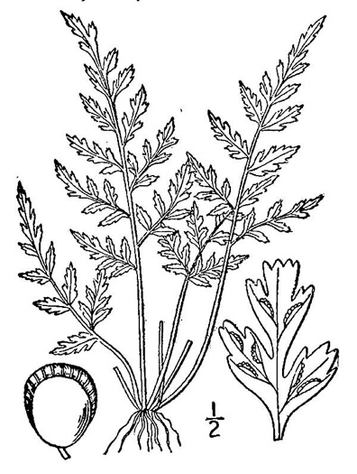 image of Asplenium montanum, Mountain Spleenwort