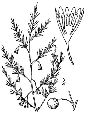drawing of Asparagus officinalis, Garden Asparagus, Sparrowgrass
