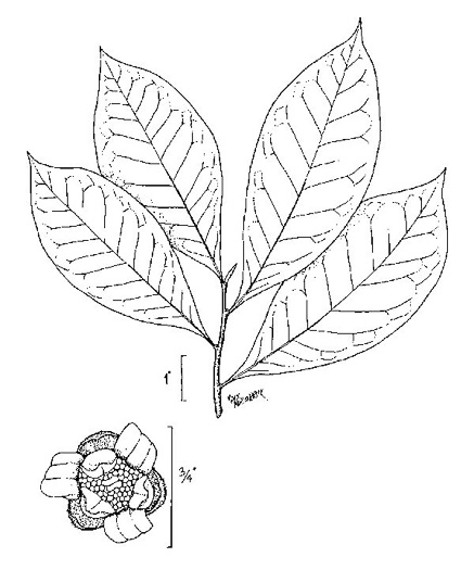 drawing of Asimina parviflora, Small-flowered Pawpaw, Small-fruited Pawpaw, Dwarf Pawpaw