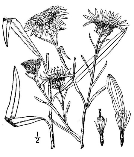 drawing of Eurybia paludosa, Savannah Grass-leaved Aster, Southern Swamp Aster