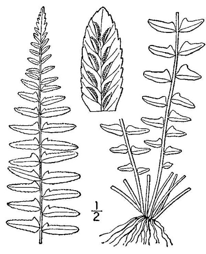 drawing of Asplenium platyneuron, Ebony Spleenwort