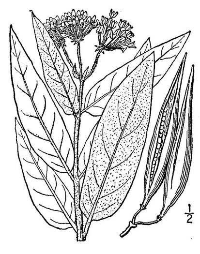 drawing of Asclepias incarnata var. pulchra, Eastern Swamp Milkweed