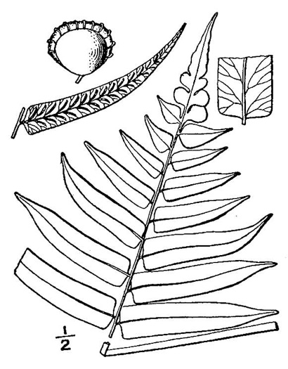 image of Diplaziopsis pycnocarpa, Glade Fern