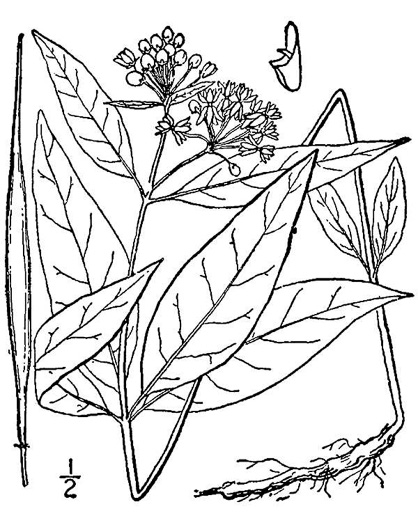 drawing of Asclepias quadrifolia, Fourleaf Milkweed