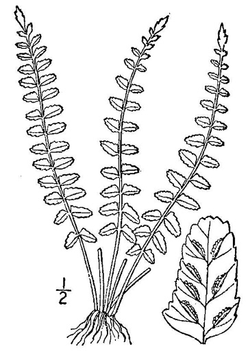 drawing of Asplenium resiliens, Blackstem Spleenwort