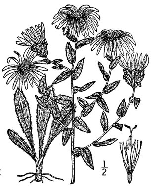 drawing of Symphyotrichum sericeum, Western Silvery Aster