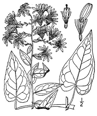 drawing of Symphyotrichum shortii, Short's Aster, Midwestern Blue Heart-leaved Aster