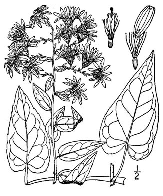 Symphyotrichum shortii, Short's Aster, Midwestern Blue Heart-leaved Aster