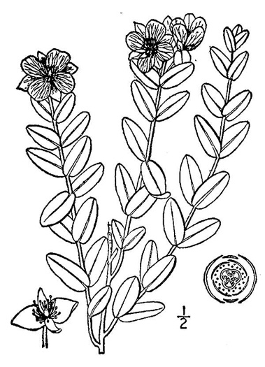 image of Hypericum crux-andreae, St. Peter's-wort, St. Andrew's Cross, St. Peter's Cross