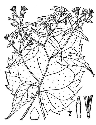 image of Eurybia divaricata, White Wood-aster, Woodland Aster, Common White Heart-leaved Aster