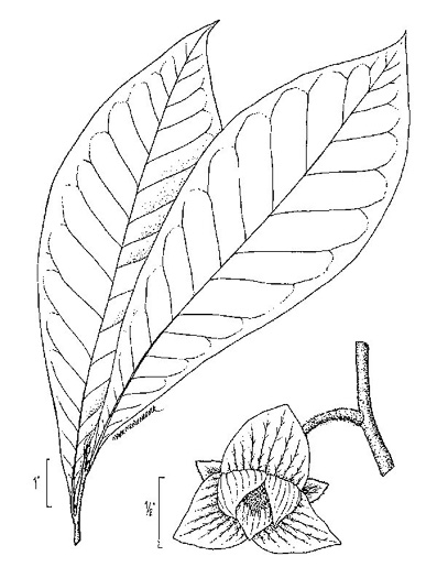 image of Asimina triloba, Common Pawpaw, Indian-banana