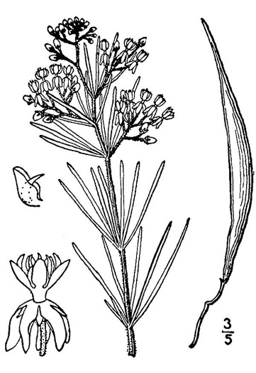 drawing of Asclepias verticillata, Whorled Milkweed, Narrowleaf Milkweed