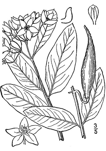 drawing of Asclepias viridis, Green Antelope-horn, Spider Milkweed, Green Milkweed