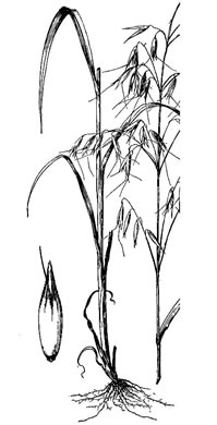 image of Avena sativa, Domestic Oats