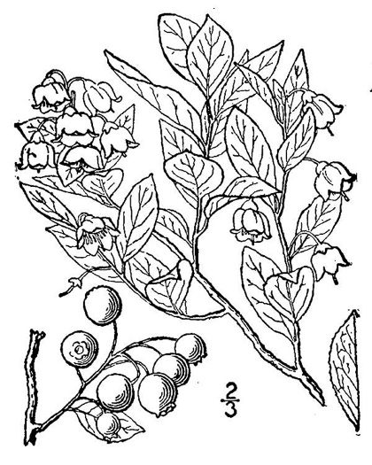 drawing of Vaccinium arboreum, Sparkleberry, Farkleberry