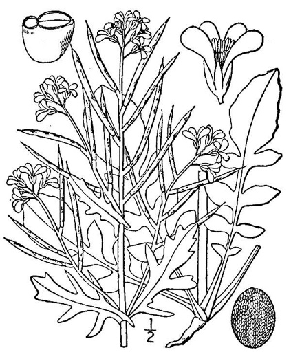 image of Barbarea verna, Early Winter-cress, Creasy