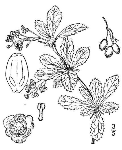 image of Berberis canadensis, American Barberry, Allegheny Barberry