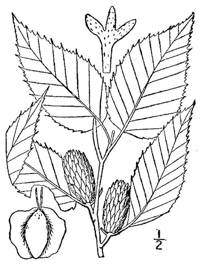 drawing of Betula alleghaniensis, Yellow Birch