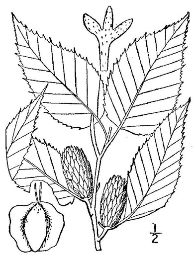 image of Betula alleghaniensis, Yellow Birch