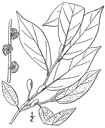 image of Lindera melissifolia, Southern Spicebush, Pondberry