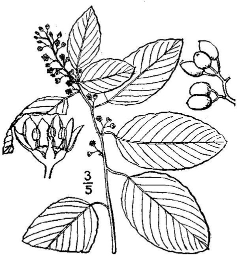 image of Berchemia scandens, Carolina Supplejack, American Rattan, Rattan-vine, Alabama Supplejack