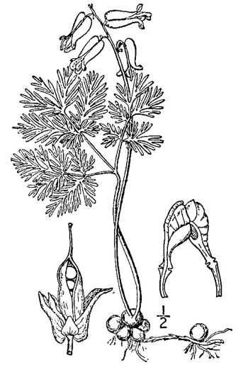drawing of Dicentra canadensis, Squirrel Corn
