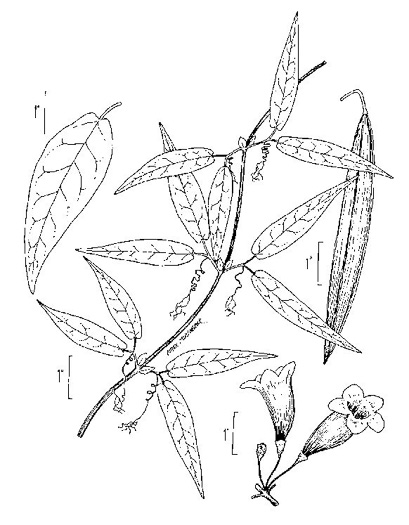 drawing of Bignonia capreolata, Crossvine