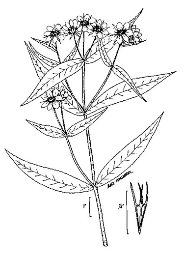 image of Bidens cernua, Nodding Bur-marigold, Nodding Beggarticks