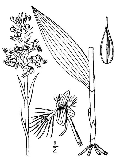 drawing of Platanthera cristata, Crested Fringed Orchid, Golden Fringed Orchid