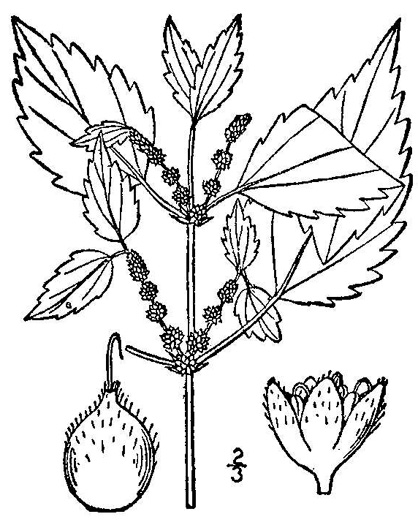 drawing of Boehmeria cylindrica, False Nettle
