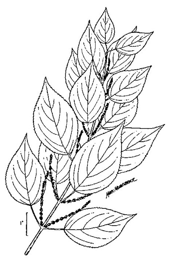 image of Boehmeria cylindrica, False Nettle