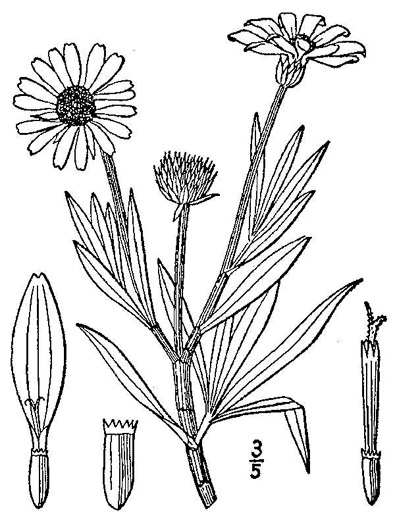 image of Borrichia frutescens, Silver Seaside Oxeye