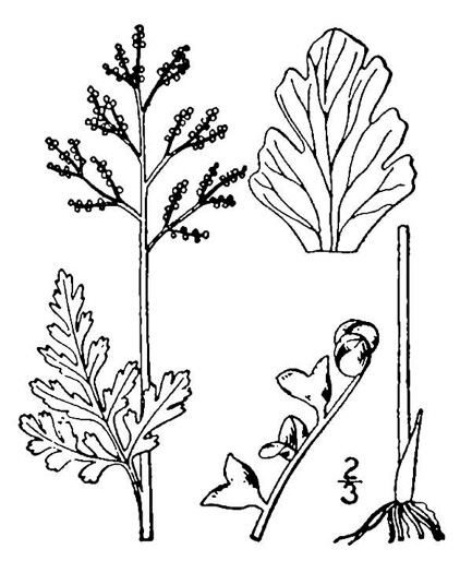 drawing of Botrychium matricariifolium, Daisyleaf Moonwort