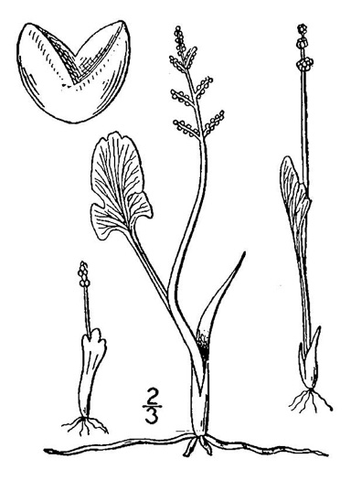 drawing of Botrychium simplex var. simplex, Least Moonwort