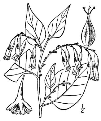 drawing of Brunnichia ovata, Buckwheat-vine, Eardrop-vine, Ladies'-eardrops, Redvine