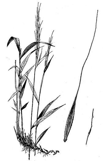 drawing of Brachyelytrum erectum, Bearded Shorthusk, Common Shorthusk