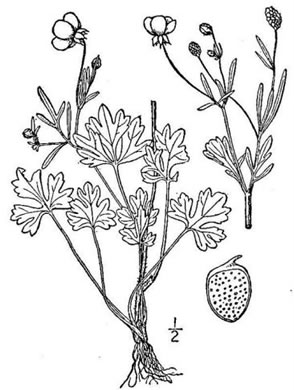 drawing of Ranunculus sardous, Sardinian Buttercup, Hairy Buttercup