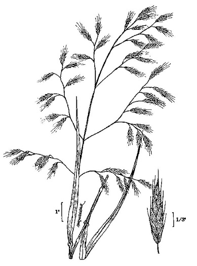 image of Bromus latiglumis, Riverbank Brome, Auricled Brome, Hairy Woodbrome, Earlyleaf Brome